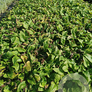 Symphytum grandiflorum GM P9