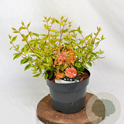 Abelia grandifl. 'Kaleidoscope' 25-30 cm 3,0L