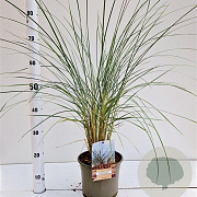 Ammophila arenaria 50-60 cm 4,0L