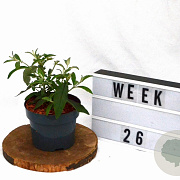 Buddleja weyer. 'Flower Power' 30-50 cm 2,0L