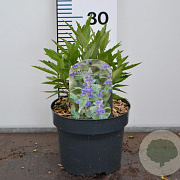 Caryopteris cland. Grand Bleu 30-40 cm 3,0L