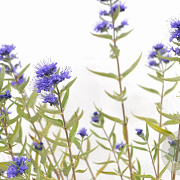 Caryopteris cland. 'Kew Blue' 30-40 cm 3,0L