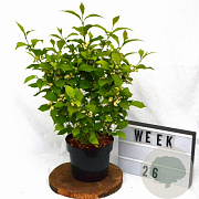 Callicarpa jap. 'Leucocarpa' 40-50 cm 3,0L met bes