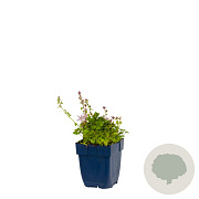 Campanula posch. 'Lisduggan Var.' GM  P11