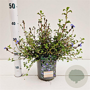 Ceratostigma griffithii 25-30 cm 2,5L
