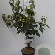 Cornus kousa chinensis 60-80 cm 5,0L