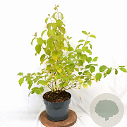 Cornus sang. 'Winter Beauty' 40-60 cm 5,0L