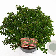 Escallonia 'Red Dream' 25-30 cm 3,0L