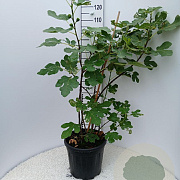 Ficus carica 80-100 cm 15L