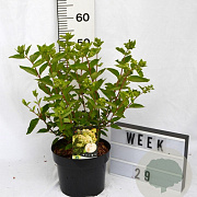 Hydrangea pan. 'Grandiflora' 40-60 cm 5,0L