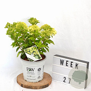 Hydrangea pan. Little Lime 40-50 cm 5,0L