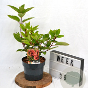 Hydrangea pan. 'Wim's Red' 40-60 cm 3,0L