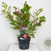 Indigofera heterantha 30-40 cm 3,0L