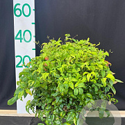Nandina d. 'Firepower' 30-40 cm 10L