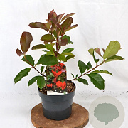 Photinia fraseri 'Camilvy' 40-50 cm 3,0L