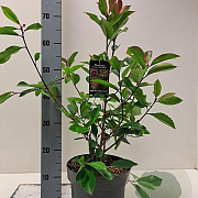 Photinia fraseri 'Red Robin' 40-60 cm 5,0L
