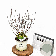 Physocarpus opulif. Tiny Wine Gold 30-50 cm 3,0L