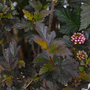 Physocarpus opulif. Tiny Wine 30-50 cm 3,0L
