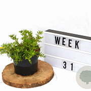 Potentilla f. 'Goldfinger' 20-25 cm 2,0L