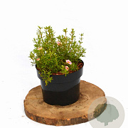 Potentilla f. 'Pretty Polly' 20-25 cm 2,0L