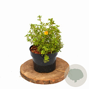 Potentilla f. 'Tangerine' 20-25 cm 2,0L
