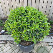Prunus l. 'Angustifolia' 80-90 cm cont. 80L bol