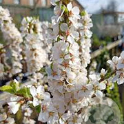Prunus tomentosa 125-150 cm 20L