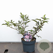 Sambucus nigra Black Beauty 30-40 cm 3,0L