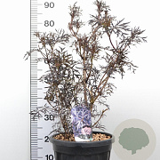 Sambucus nigra Black Lace 60-80 cm 12L