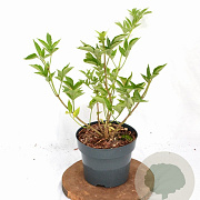Sambucus nigra Gold Spark 30-40 cm 3,0L