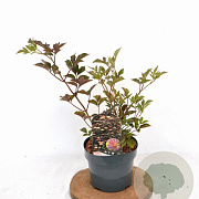 Sambucus nigra 'Thundercloud' 30-40 cm 3,0L