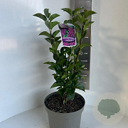 Syringa v. 'And. an Ludwig Späth' 35-45 cm P23