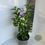 Syringa vulgaris 50-60 cm 5,0L