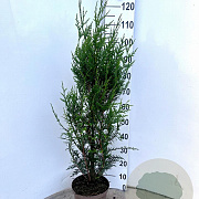 Thuja pl. 'Atrovirens' 80-100 cm 5,0L