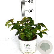 Viburnum Shiny Dancer 30-40 cm 3,0L