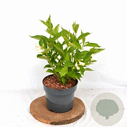 Weigela 'Bristol Snowflake' 30-40 cm 3,0L