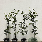 Fagus sylvatica 80-100 cm 2,5L