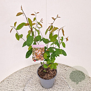 Amelanchier lamarckii 45-50 cm 4,5L