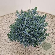 Andromeda polifolia 'Blue Lagoon' 20 cm 2,5L