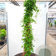 Clematis 'Etoile Violette' 175-200 cm 20L 3 stok