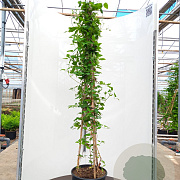 Clematis 'Jackmanii' 175-200 cm 20L 3 stok
