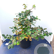Fothergilla major 50-60 cm 20L