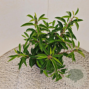 Prunus l. 'Angustifolia' 30-35 cm 3,0L