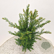 Taxus baccata 45-50 cm 4,5L