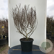 Ulmus minor 'Jacqueline Hillier' 80-100 cm 20L