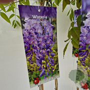 Wisteria sinensis 110-120 cm rozenpot 2L