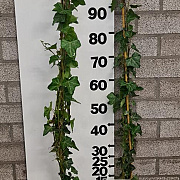Hedera hibernica 100-125 cm 2,0L 3-5 tak