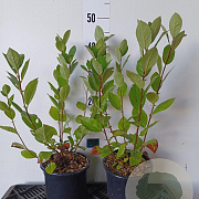 Aronia melanocarpa 50-60 cm 2,0L