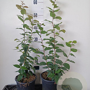 Carpinus betulus 40-60 cm 2,0L