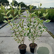 Cornus alba 'Elegantissima' 60-80 cm 2,0L